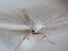 Protitame virginalis