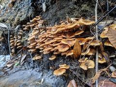 Armillaria nabsnona