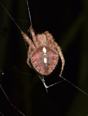 Eriophora edax