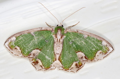 Eucyclodes insperata