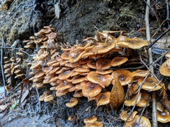Armillaria nabsnona