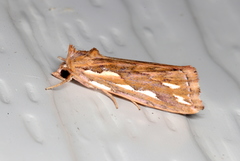 Meyrickella torquesauria