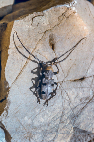 vrzúnik višňový (Morimus funereus)