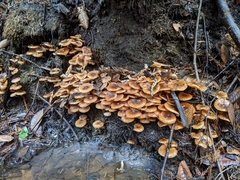 Armillaria nabsnona