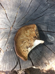 Osteina