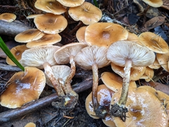 Armillaria nabsnona