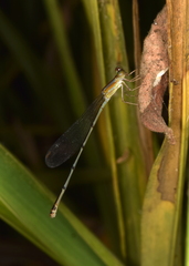 Odonata