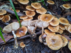 Armillaria nabsnona