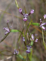 Diuris parvipetala