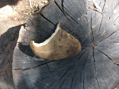 Osteina