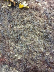 Cryptosiphonia woodii