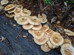 Armillaria nabsnona