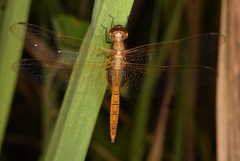 Libellulidae