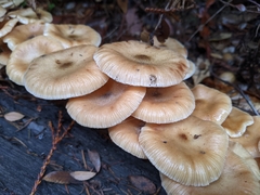 Armillaria nabsnona