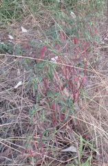 Euphorbia cuphosperma