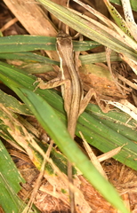 Anolis bitectus