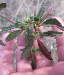 Euphorbia cuphosperma