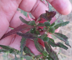 Euphorbia cuphosperma
