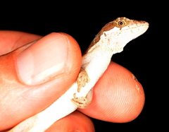 Anolis bitectus
