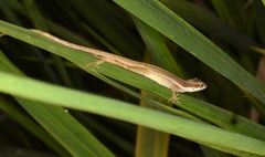 Anolis bitectus
