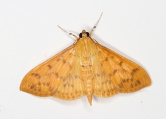 Patania balteata
