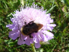 Bombus