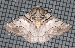 Hypobapta diffundens