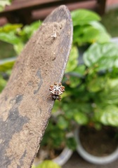 Thelacantha