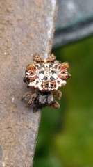 Thelacantha
