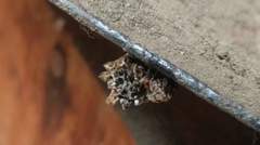 Thelacantha