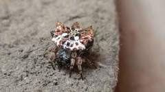 Thelacantha