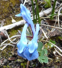 Corydalis jigmei