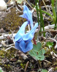 Corydalis jigmei