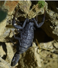 Hottentotta gentili