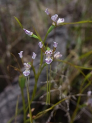 Diuris parvipetala