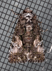 Aedia acronyctoides