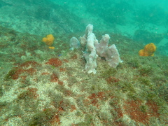 Callyspongia