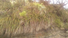 Machaerina sinclairii