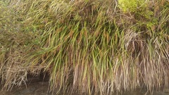 Machaerina sinclairii