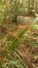 Machaerina sinclairii