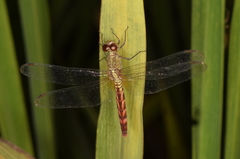 Anisoptera