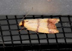 Heteroteucha translatella