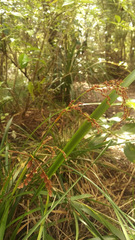 Machaerina sinclairii