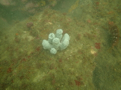 Holopsamma laminaefavosa