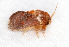 Pseudanapaea