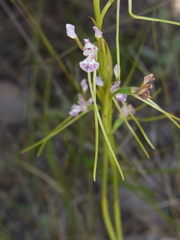 Diuris parvipetala