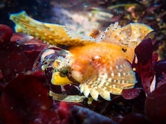 Nautichthys oculofasciatus