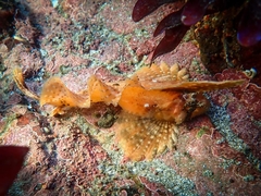 Nautichthys oculofasciatus