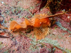 Nautichthys oculofasciatus