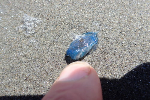 photo of By-the-wind Sailor (Velella velella)